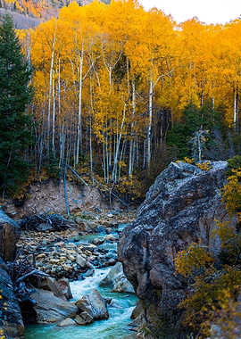 River and Yellow Trees