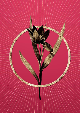 Gold Tulipa Oculus Colis