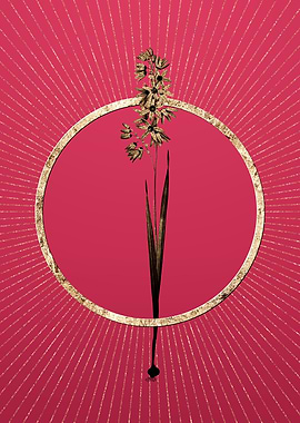 Turquoise Ixia on Magenta