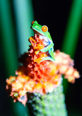 Red eyed frog Costa Rica