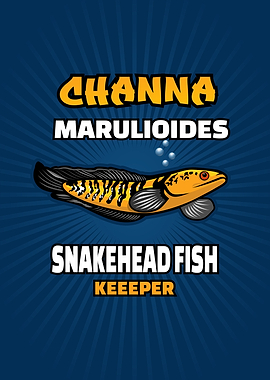 Channa fish illustration