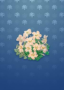 Piottas Oxalis Flower