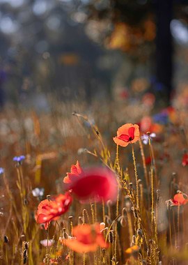 Red field poppy in meadow