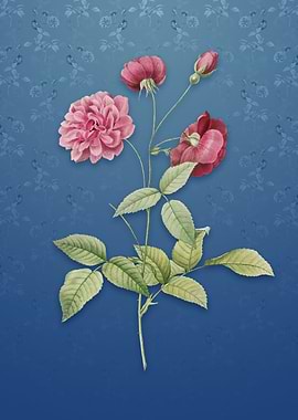 China Rose on Bahama Blue