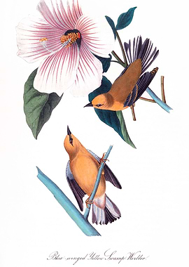 The Birds of America