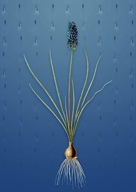 Vintage Grape Hyacinth