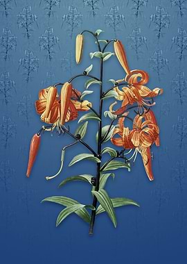 Tiger Lily on Bahama Blue