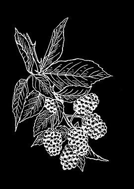 blackberries