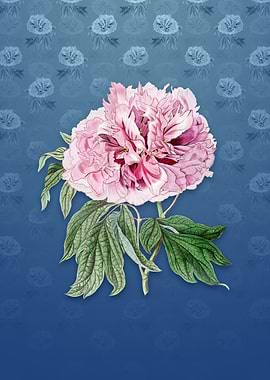 Red Curled Tree Peony