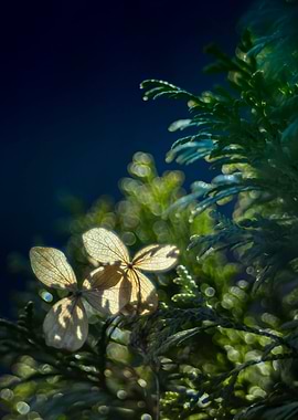 Dried hydrangea decoration
