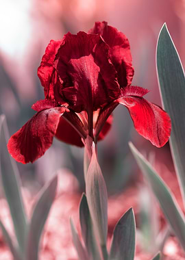 Beautiful blooming iris