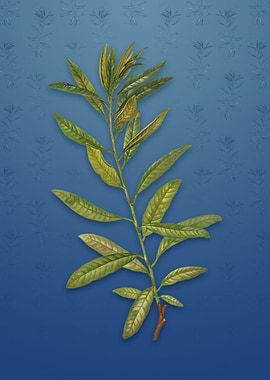 Rhodora on Bahama Blue