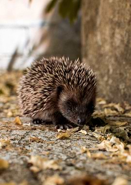 street Hedgehog