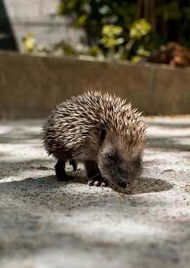 Hedgehog mini