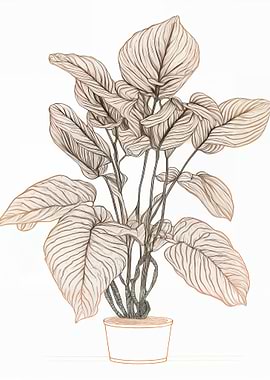 Calathea Pencil Sketch