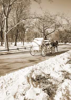 New York City Central Park