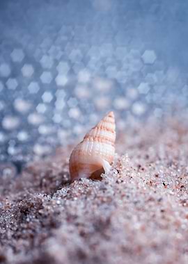 Beach,shells,blue sea