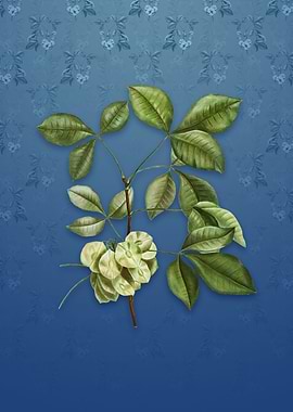 Vintage Common Hoptree