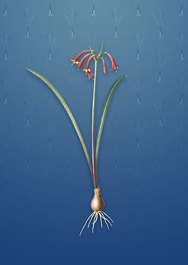 Brandlelie on Bahama Blue