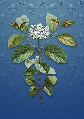 Vintage Common Dogwood