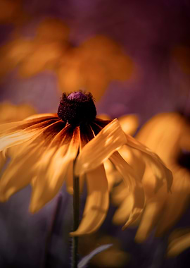 Yellow rudbeckia, macro