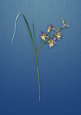 Vintage Gladiolus Ringens