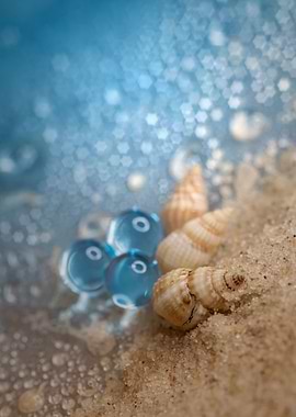 Snail shells on the beach
