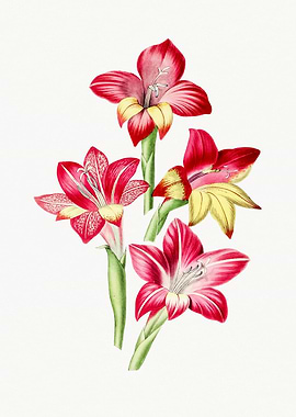 Red Gladiolus