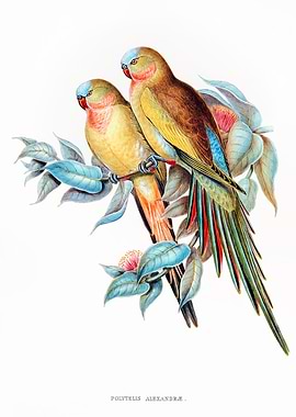 The Princess of Parakeet