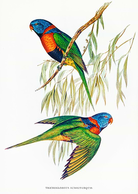 Red Collared Lorikeet