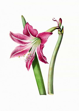 Lily Flower