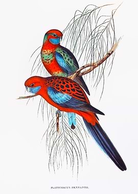 Platycercus Pennantii