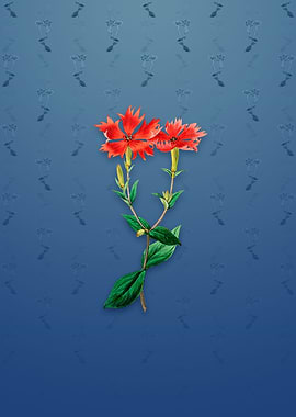 Bunges Lychnis Flower