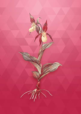 Gold Ladys Slipper Orchid