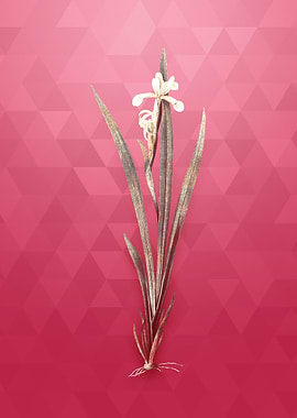 Yellow Banded Iris on Red