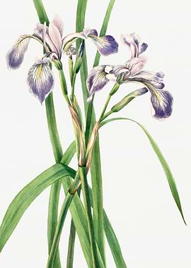 Blueflag Iris