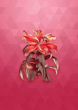 Gold Thunbergs Orange Lily