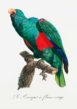 The Eclectus Parrot