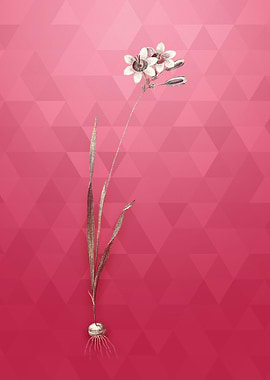 Galaxia Ixiaeflora on Red