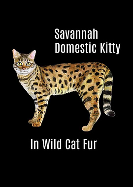 Savannah Cat Domestic
