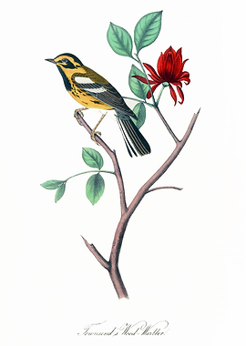 The Birds of America