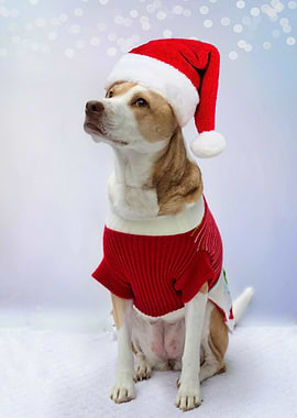 CHRISTMAS CLOTHED DOGS