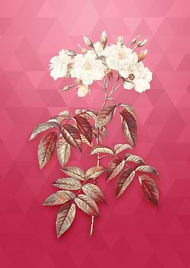 Musk Rose on Viva Magenta