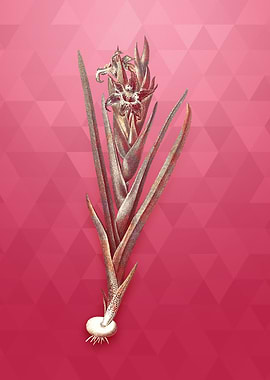 Ferraria on Viva Magenta