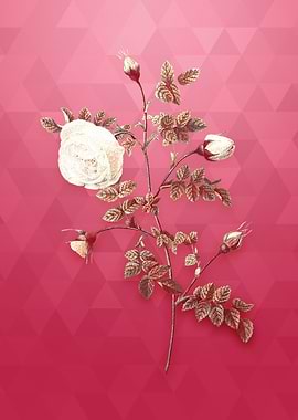 Silver Flower Hispid Rose