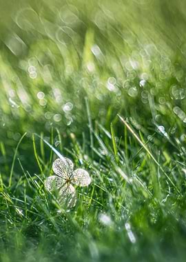 Dried hydrangea decoration