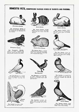 Vintage Domestic Pets