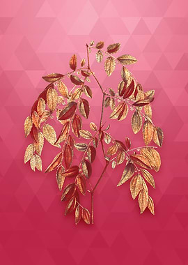 Jujube on Viva Magenta