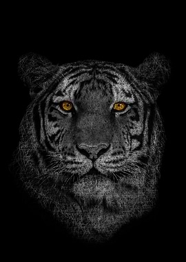 Tiger golden eyes