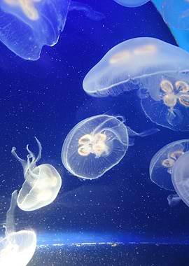 Jellyfish collection